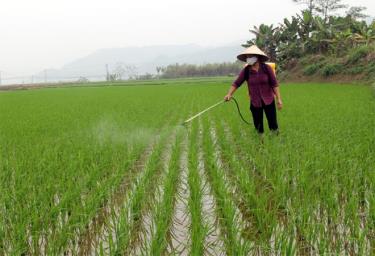 Nông dân xã An Thịnh, huyện Văn Yên phun thuốc phòng trừ sâu bệnh hại lúa xuân.