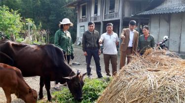 Mô hình hỗ trợ hộ nghèo nuôi bò nái sinh sản của Ủy ban MTTQ huyện Văn Chấn đang phát huy hiệu quả.