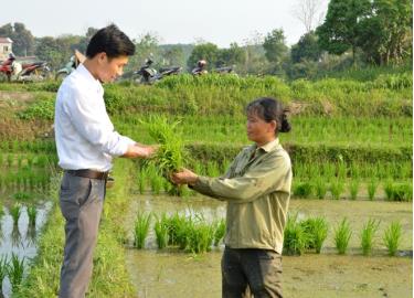 Cán bộ nông lâm xã Đông Cuông hướng dẫn nông dân chăm sóc, phòng trừ sâu bệnh hại lúa xuân.