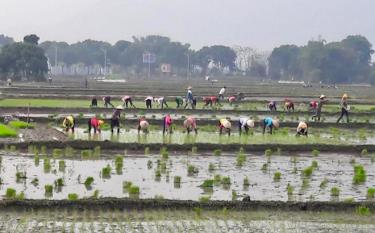 Nhân dân xã Nghĩa Lợi thi đua sản xuất chào mừng Đại hội.