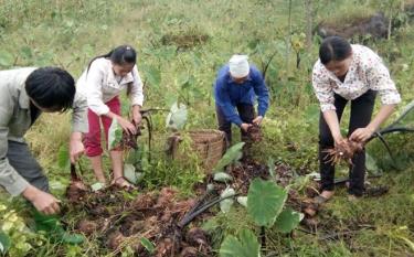 Hội viên Hội Nông dân xã Khánh Hòa thu hoạch khoai môn.
