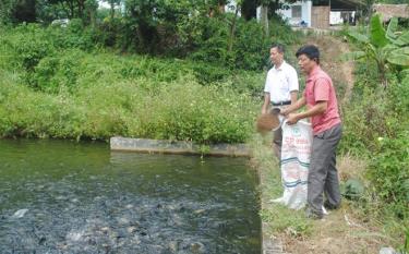 Mô hình kinh tế VAC mang lại hiệu quả kinh tế của hội viên hội Cựu chiến binh huyện Văn Yên. (Ảnh: Hồng Oanh)