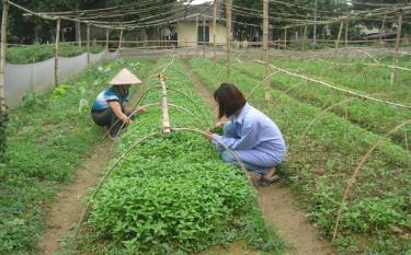 Nhân dân xã Tuy Lộc chăm sóc rau vụ xuân.