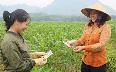 Lãnh đạo Trung tâm dịch vụ hỗ trợ phát triển nông nghiệp huyện hướng dẫn nông dân phòng chống sâu keo mùa thu.