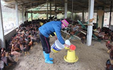 Một cơ sở chăn nuôi gà Minh Dư an toàn sinh học ở huyện Trấn Yên.
