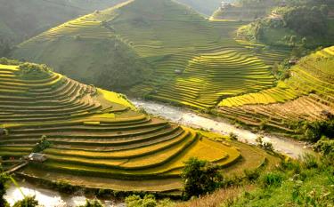 Mùa vàng trên cao nguyên Mù Cang Chải.