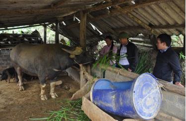 Một mô hình chăn nuôi trâu bán chăn thả của người dân xã Bản Mù.