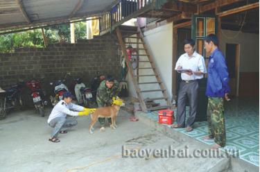 Các địa phương tăng cường quản lý đàn chó và thực hiện nghiêm chỉnh việc tiêm phòng cho chó nuôi. Ảnh minh họa