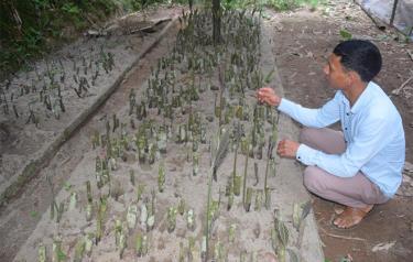 Người dân xã Cường Thịnh, huyện Trấn Yên chuẩn bị giống để trồng mới cây lá khôi.