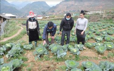 Lãnh đạo xã Hát Lừu kiểm tra hiệu quả trồng rau vụ đông trên đất 2 vụ lúa của gia đình chị Hoàng Thị Nhung ở thôn Hát 2.