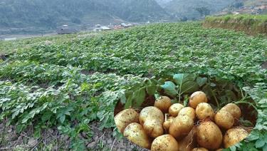 Trồng khoai tây vụ đông ở xã Hát Lừu, huyện Trạm Tấu mở ra một hướng đi mới cho người dân trong sản xuất vụ 3. (Ảnh: Phương Thùy - Trung tâm TT-VH Trạm Tấu)
