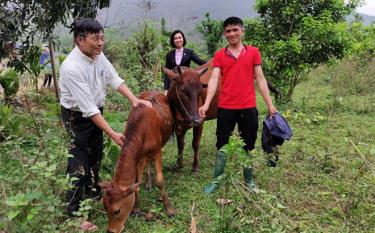 Từ nguồn vốn của Ngân hàng Chính sách xã hội, đàn bò của gia đình bà Hà Thị Đường đã phát triển.