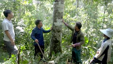 Bí thư Chi bộ, Trưởng thôn Tà Chử Hờ A Lồng tuyên truyền, hướng dẫn bà con trong thôn chăm sóc, bảo vệ rừng.