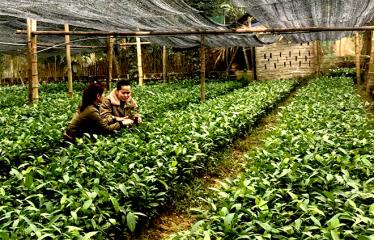 Vườn ươm quế giống của chị Triệu Thị Mong, dân tộc Dao ở thôn Minh Khai, xã Quang Minh, huyện Văn Yên mang lại hiệu quả kinh tế cao.