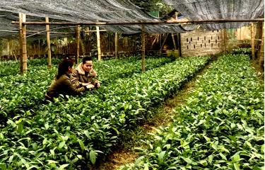 Vườn ươm quế giống của chị Triệu Thị Mong, dân tộc Dao ở thôn Minh Khai, xã Quang Minh, huyện Văn Yên mang lại hiệu quả kinh tế cao.