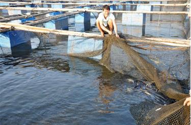 Yên Bình phấn đấu đến năm 2025 duy trì và phát triển ổn định từ 2.500 - 3.000 lồng nuôi cá.