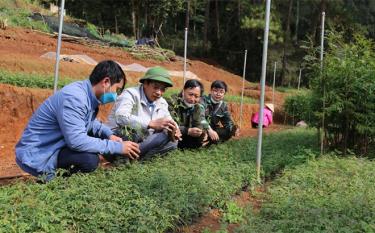 Các cán bộ Ban Quản lý Rừng phòng hộ huyện Trạm Tấu kiểm tra tình hình sinh trưởng, phát triển của cây giống để chuẩn bị cho công tác trồng rừng năm 2022.