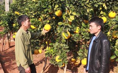 Nông dân thị trấn Sơn Thịnh, huyện Văn Chấn trao đổi kỹ thuật canh tác theo tiêu chuẩn VietGAP.