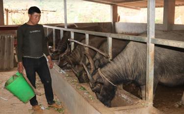 Anh Giàng A Hồng chăm sóc đàn trâu, bò của mình.