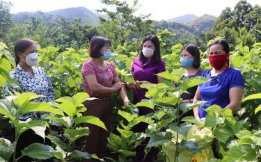 Lãnh đạo Hội Liên hiệp Phụ nữ tỉnh thăm Hợp tác xã Dâu tằm xã đăng nhập dafabet Thái, huyện Văn đăng nhập dafabet.