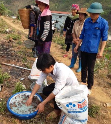 Cán bộ Trung tâm Dịch vụ, Hỗ trợ phát triển nông nghiệp Mù Cang Chải hướng dẫn người dân xã Hồ Bốn kỹ thuật trồng khoai sọ.