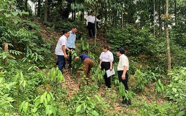 Cong Tam agro-forestry service cooperative in Vien Son commune, Van Yen district has always paid attention to developing raw material areas to maintain the links among cinnamon farmers, the cooperative, enterprises and the market.