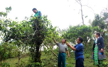 Người dân vùng cao huyện Văn Chấn thu hái chè Shan tuyết.