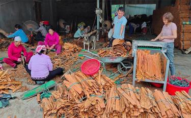 Người dân bào sơ chế vỏ quế, nâng cao giá trị kinh tế. (Ảnh: T.L)