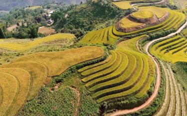 Ruộng bậc thang thôn Khe Táu, xã Phong Dụ Thượng đang trở thành một điểm du lịch hấp dẫn cho du khách.