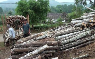 Van Chan people harvest a planted forest.