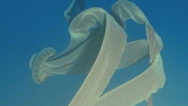 Một con sứa ma khổng lồ được du khách bắt gặp ngoài khơi Bán đảo Nam Cực