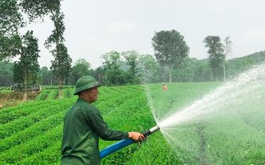 Ông N.C.D. hiện đang làm kinh tế trên diện dafabet dang nhap đất mình bỏ tiền ra mua nhưng lại đứng tên người khác.