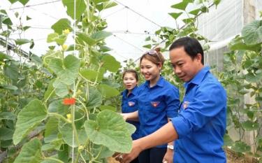 Mô hình của Lục Vân Anh góp phần cổ vũ phong trào thanh niên phát triển kinh tế trên địa bàn huyện Lục Yên.