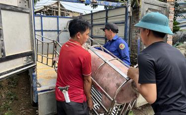 Từ sau tết Nguyên đán đến nay, giá lợn hơi liên tục giảm, thương lái đến mua tại chuồng chỉ có 56.000 đồng/kg, khiến người chăn nuôi thua lỗ nặng. (Ảnh: Thu Trang)
