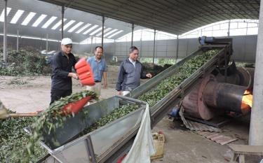 Quy trình sấy lá quế của Hợp tác xã Dịch vụ tổng hợp xã Hồng Ca.