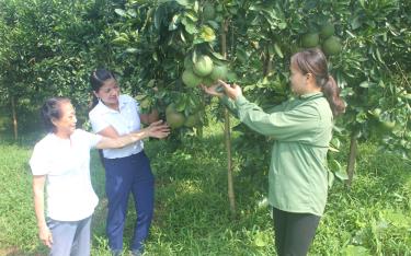 Mô hình trồng bưởi da xanh ở thôn Hiển Dương cho thu nhập gần 100 triệu đồng/năm.