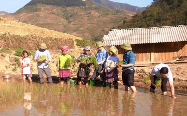 Lãnh đạo huyện Trạm Tấu trao đổi với nông dân xã Hát Lừu kỹ thuật gieo cấy lúa xuân.
