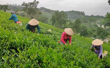 Nông dân xã Hán Đà, huyện Yên Bình tham gia trồng, chăm sóc cây chè theo tiêu chuẩn VietGAP.