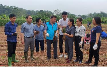 Cán bộ Trung tâm nghiên cứu tằm tơ Trung ương, lãnh đạo huyện Trấn Yên trao đổi với người dân xã Minh Quân về kỹ thuật trồng dâu trên đất soi bãi