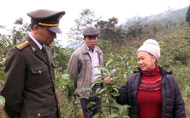 Lãnh đạo Hạt Kiểm lâm huyện Văn Chấn hướng dẫn người dân về kỹ thuật chăm sóc cây quế.