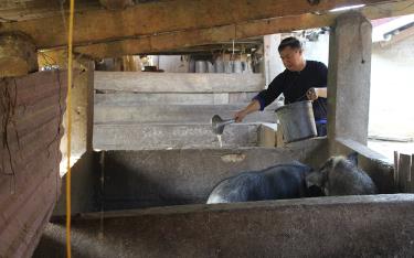 Thức ăn cho lợn chủ yếu là do đồng bào Mông tự nấu từ rau, củ, quả tự trồng.