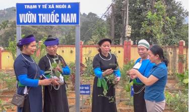 Vườn thuốc nam được trồng và chăm sóc tốt tại các trạm y tế xã trên địa bàn huyện Văn Yên