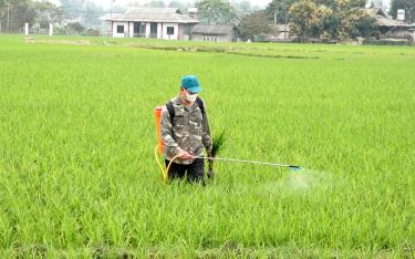 Nông dân xã Nghĩa An, thị xã Nghĩa Lộ tích cực thăm đồng, phun thuốc phòng trừ các đối tượng dịch hại cho lúa xuân