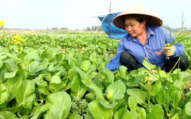 Người dân vùng chuyên canh xã Tuy Lộc, thành phố Yên Bái nhanh chóng khôi phục sản xuất sau thiệt hại của cơn bão số 3.