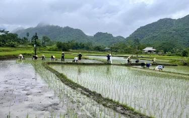 Người dân xã Tân Lĩnh, huyện Lục Yên gieo cấy lúa vụ xuân năm 2025

