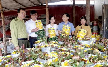 Các đồng chí lãnh đạo sở, ngành của tỉnh tham quan mô hình HTX Hoa Nậm Khắt, xã Nậm Khắt, huyện Mù Cang Chải