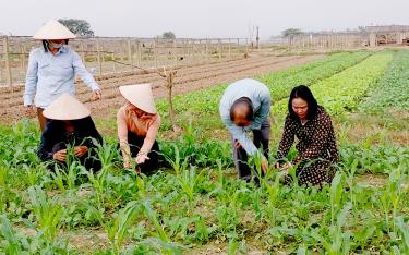 Cây ngô cũng ghi nhận sự gia tăng đáng kể về diện tích nhiễm bệnh, đặc biệt là sâu xám và sâu cắn lá.