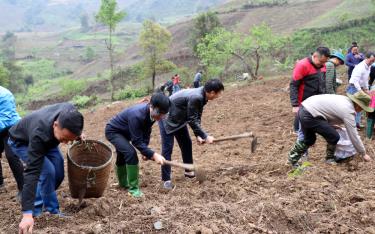 Đến nay, huyện Trạm Tấu đã trồng trên 321 ha, đạt 32,12% kế hoạch. Trong đó, xã Bản Mù đã trồng hoàn thành 100% diện tích.