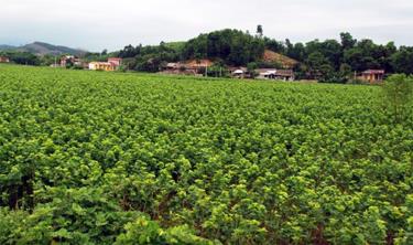 Tran Yen is the locality with the largest mulberry-growing area in Yen Bai province, with nearly 1,000 hectares, 1,500 households raising silkworms, and an average product value of 300 million VND per hectare.