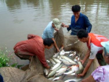 Mô hình cá - lúa đang mang lại thu nhập cao người dân xã Minh Quân (Trấn Yên).